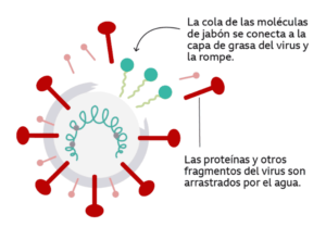 Figura 4. Acción del jabón en SARS-CoV-2